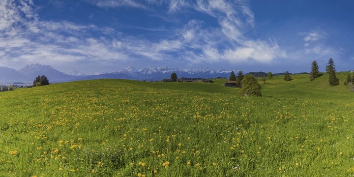 Common dandelion (Taraxacum sect. Ruderalia) in spring, meadow near Rieden am Forggensee, Ostallg&auml;u, Allg&auml;u, Bavaria, Germany
