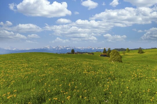Common dandelion (Taraxacum sect. Ruderalia) in spring, meadow near Rieden am Forggensee, Ostallg&auml;u, Allg&auml;u, Bavaria, Germany