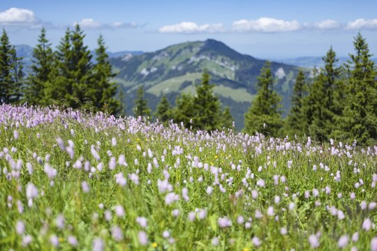 Snake knotweed (Bistorta officinalis), at Wertacher H&ouml;rnle, 1695m, behind it the Gr&uuml;nten, 1783m, Oberallg&auml;u, Bavaria, Germany