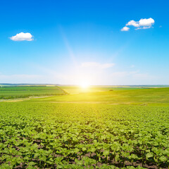 Early Morning Light Illuminating Fresh Sunflower Sprouts on Gently Rolling Farmland