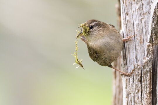 Eurasian wren (Troglodytes troglodytes) holding green moss, nesting material, in its beak and standing on a tree trunk, Hesse, Germany