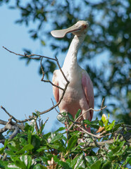 Roseate Spoonbill in a tree