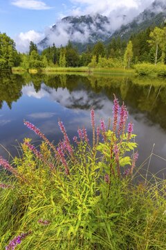 Purple loosestrife (Lythrum salicaria), moorland pond, near Oberstdorf, Oberallg&auml;u, Allg&auml;u. Bavaria, Germany