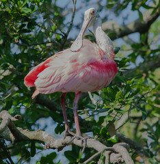 Roseate Spoonbill in a tree