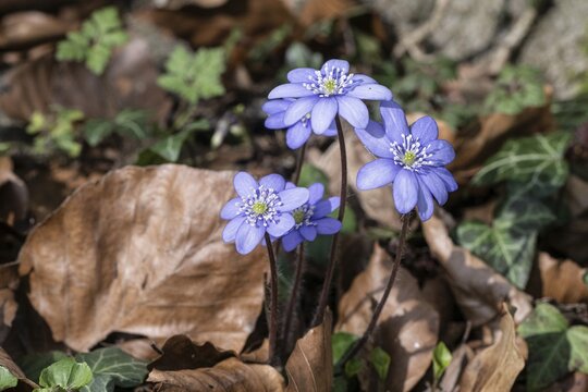 Liverwort (Hepatica nobilis), North Rhine-Westphalia, Germany