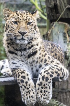 Amur leopard (Panthera pardus orientalis), portrait, Nordhorn Zoo, Lower Saxony, Germany