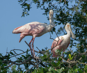 Roseate Spoonbill in a tree