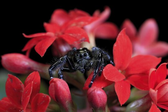 Tan jumping spider (Platycryptus undatus), adult, on leaf, North America, captive