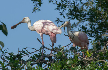 Roseate Spoonbill in a tree