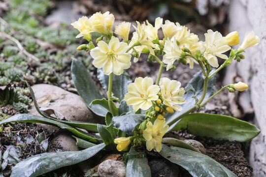 Bitterroot (Lewisia cotyledon), Emsland, Lower Saxony, Germany