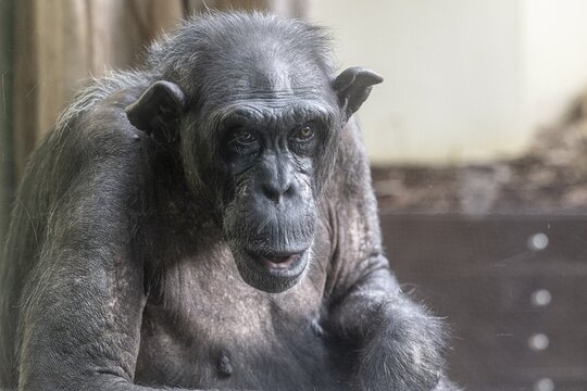 Old chimpanzee (Pan troglodytes), portrait, Heidelberg Zoo, Baden-W&uuml;rttemberg, Germany