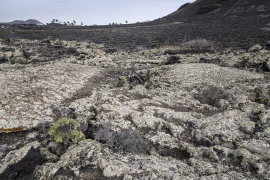 Lava landscape overgrown with lichens and succulents, in the background vineyards protected by dry stone walls, Lanzarote, Canary Islands, Spain