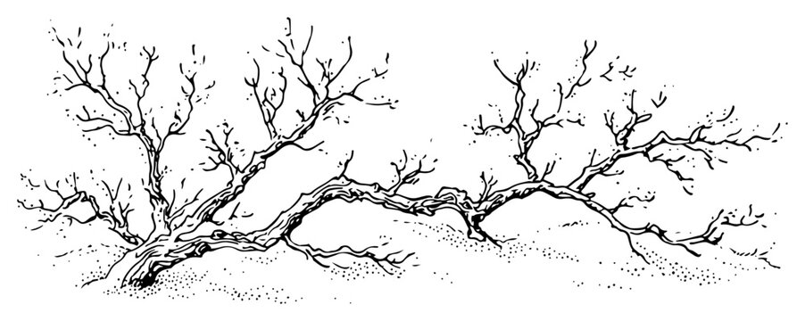 Dry leafless tree branch or gnarled driftwood Hand drawn ink sketch vector illustration of dead nature
