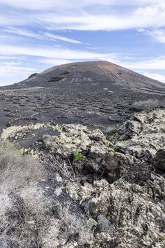 Lava landscape overgrown with lichens and succulents, in the background vineyards protected by dry stone walls, Lanzarote, Canary Islands, Spain