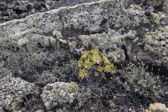 Lava landscape overgrown with lichens and succulents, Lanzarote, Canary Islands, Spain