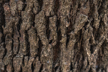 The rough bark of ancient trees in the forest creates very unusual backgrounds.
