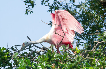 Roseate Spoonbill in a tree