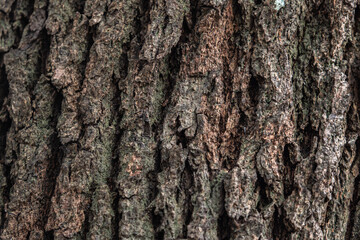The rough bark of ancient trees in the forest creates very unusual backgrounds.