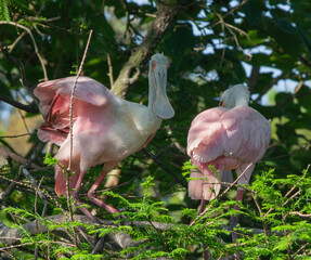Roseate Spoonbill in a tree