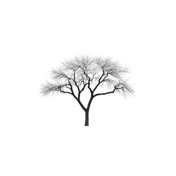 Acacia tree silhouette with bare branches, isolated on transparent background, perfect for design projects, nature themes, and creative artwork, evoking calm and serene mood