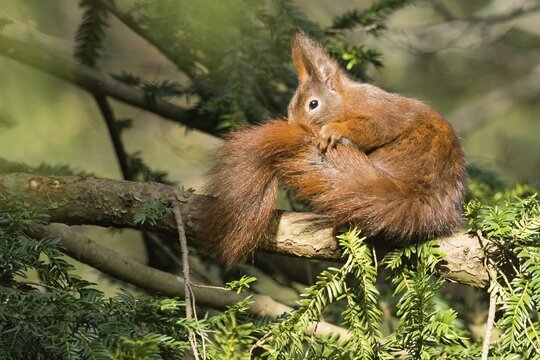 A brown eurasian red squirrel (Sciurus vulgaris) cleaning its fur on a tree branch surrounded by green plants, Hesse, Germany