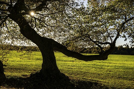 Linden tree (Tilia) against the light, Mindelheim, Unterallg&auml;u, Bavaria, Germany