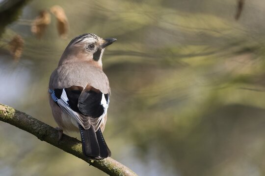 A jay (Garrulus glandarius) with blue-black plumage resting on a branch, Hesse, Germany