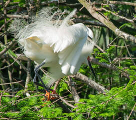 Snowy Egret