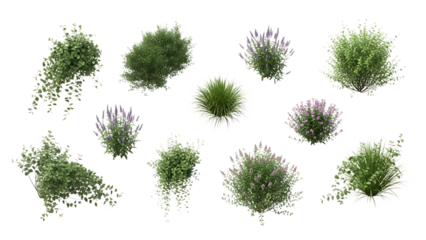 Collection of diverse green garden plants and flowering bushes