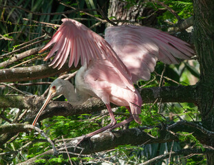 Roseate Spoonbill in a tree