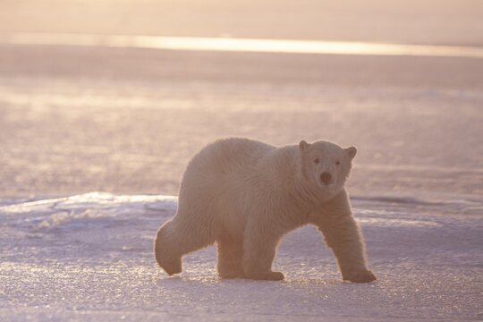 Polar bear (Ursus maritimus), walking in the snow, young, evening light, pack ice, backlight, Kaktovik, Arctic National Wildlife Refuge, Alaska, USA