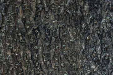 The rough bark of ancient trees in the forest creates very unusual backgrounds.