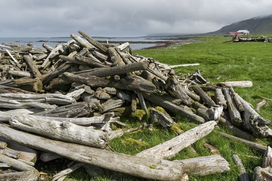 Driftwood, Reykjarfj&ouml;r&eth;ur, Strandir, &Aacute;rnes, Westfjords, Iceland