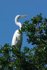 Great White Heron in a tree