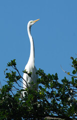 Great White Heron in a tree