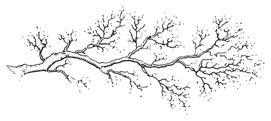 Obraz premium Hand drawn bare tree branch with gnarly twigs in vintage winter sketch style