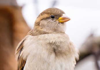  photo of a sparrow outdoors