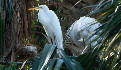Great White Heron in a tree