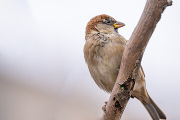  photo of a sparrow outdoors