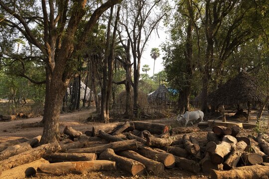 Tree trunks, village near Addateegala, Andhra Pradesh, India