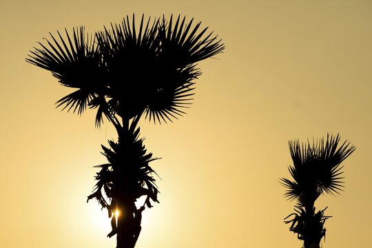 Holly trees, evening light, silhouette, Andhra Pradesh, India