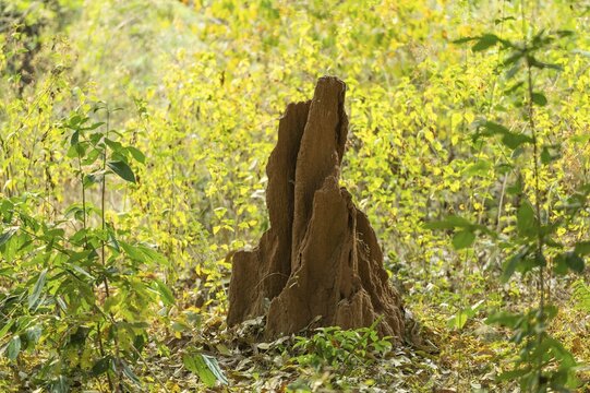 Termite mound, Andhra Pradesh, India