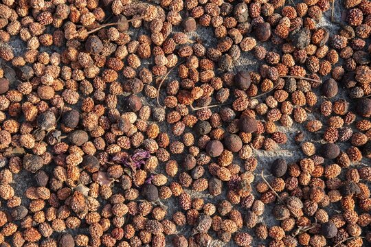 Fruits of the Rudraksha tree being dried, sacred tree in Hinduism, Addateegala, Andhra Pradesh, India