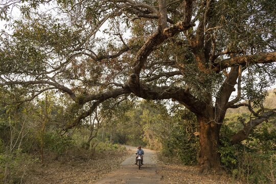 Motorcyclist on country road, near Addateegala, Andhra Pradesh, India