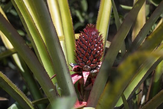Pineapple plant with unripe fruit, Addateegala, Andhra Pradesh, India