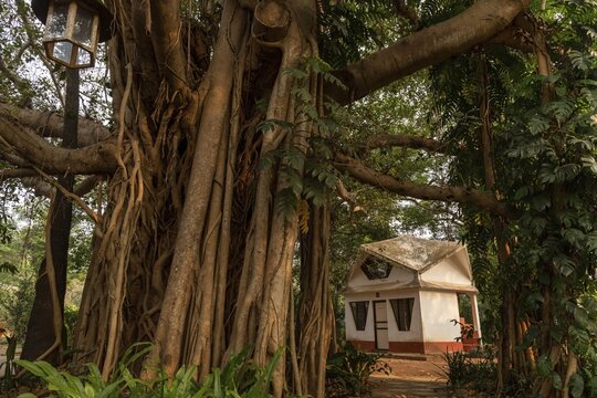 Banyan Tree, Central Guest House, future city Auroville, near Pondicherry or Puducherry, Tamil Nadu, India