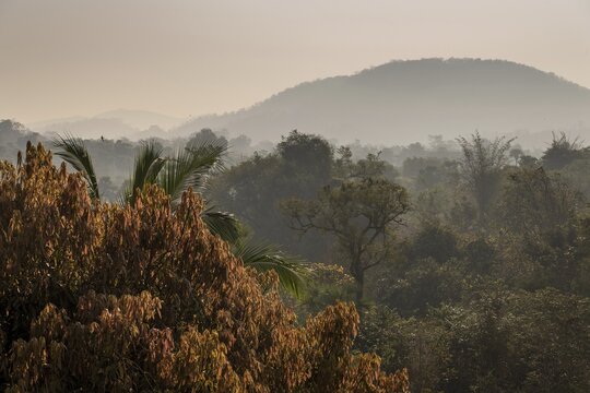 Morning atmosphere, jungle, Addateegala, Andhra Pradesh, India