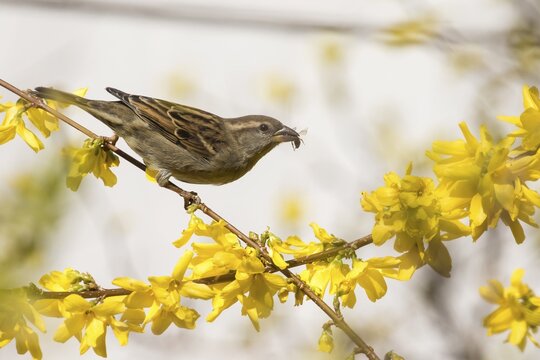 House sparrow (passer domesticus) with insect in its beak on a forsythia branch, Hesse, Germany