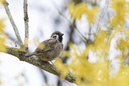 House sparrow (passer domesticus) on a branch of a forsythia, Hesse, Germany
