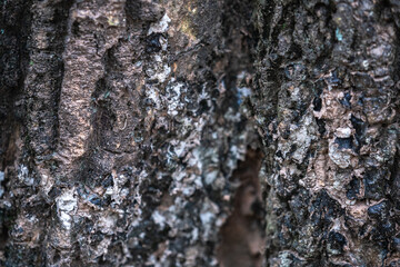 Fototapeta premium The rough bark of ancient trees in the forest creates very unusual backgrounds.